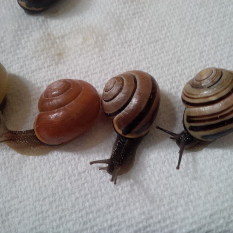Snails for sale Canada shipper PetSnails Forum